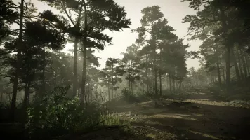 forest mood foggy4